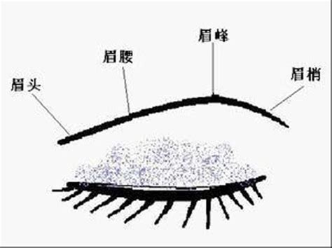 行眉運|從眉毛看一個人的健康、財運、個性、愛情…太準了！。